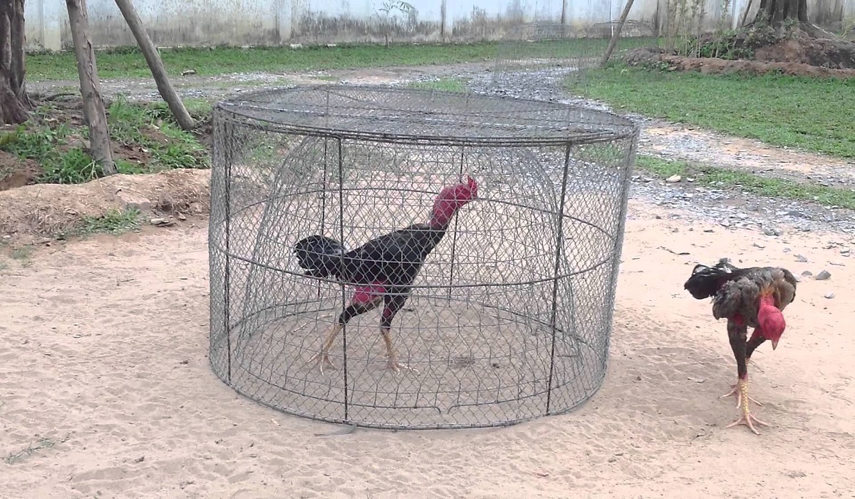 Cách chăm sóc gà chọi trước khi đá để gà khỏe mạnh - CasinoMCW