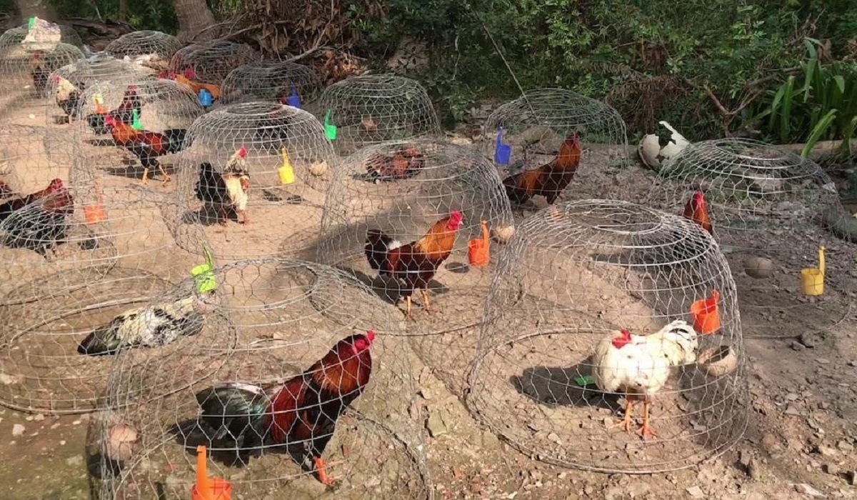 Cách chăm sóc gà chọi trước khi đá để gà khỏe mạnh - CasinoMCW