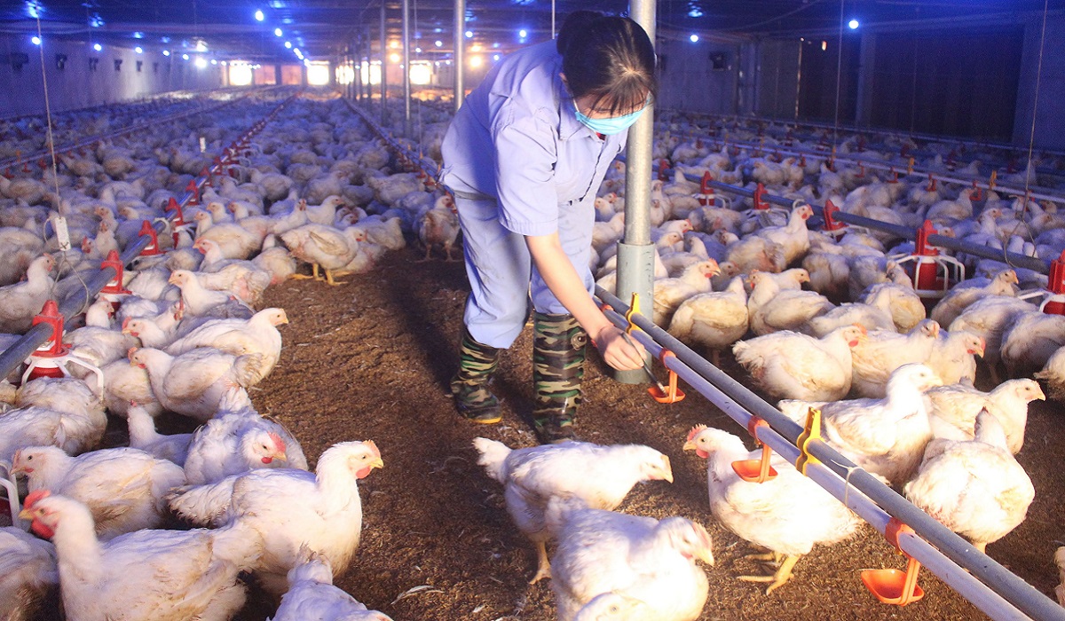 Cách chăm sóc gà chọi trước khi đá để gà khỏe mạnh - CasinoMCW