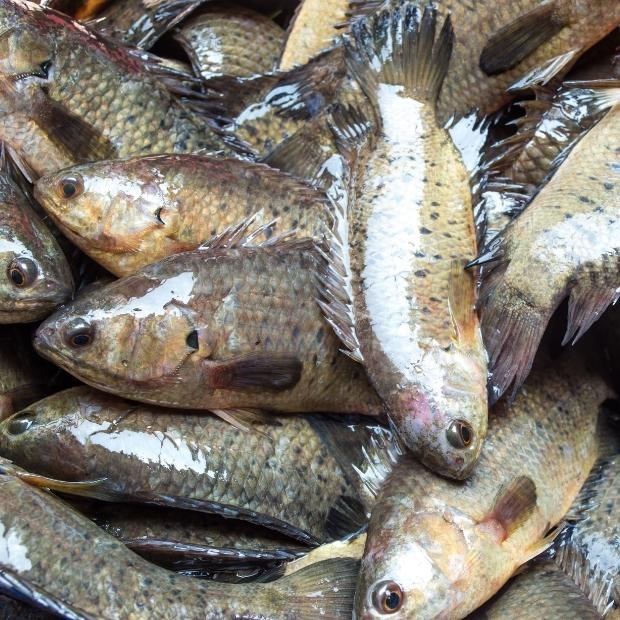 Cá rô là gì? 1kg cá rô giá bao nhiêu? Cách phân biệt cá rô với cá rô nuôi
