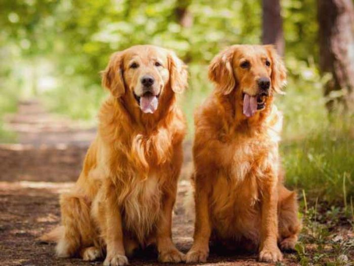 Nằm mơ thấy chó vàng là điềm báo gì? -Marshall.Com