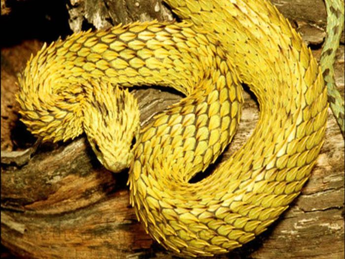 Nằm mơ thấy rắn vàng mang đến điềm báo gì? Đặt cược gì để thắng lớn?