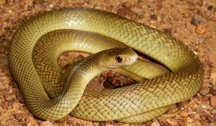 Nằm mơ thấy rắn vàng mang đến điềm báo gì? Đặt cược gì để thắng lớn?