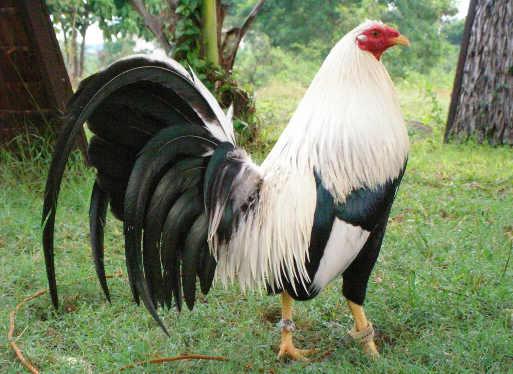 Gà Kelso 10 tháng tuổi - Trang Trại Gà Minh Trí