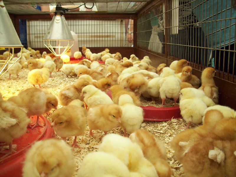 Cách nuôi gà con mới nở