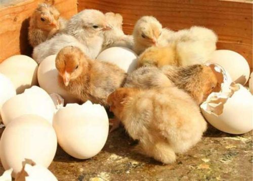 Cách chăm sóc gà con mới nở Tháng Tư 2024 Gà Ta Tường Vy