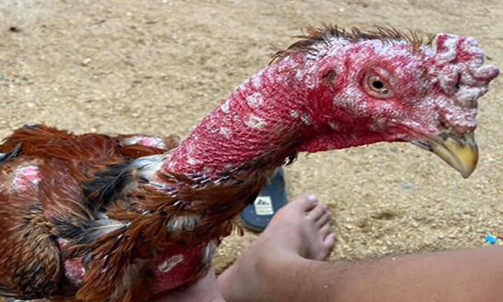 JAME – D: THUỐC CHỮA MỐC, LÁC CHO GÀ. LỌ 10 g. NHẬP KHẨU THÁI LAN. - Giá Sendo khuyến mãi: 48,000đ - Mua ngay! - Tư vấn mua sắm & tiêu dùng trực tuyến Bigomart