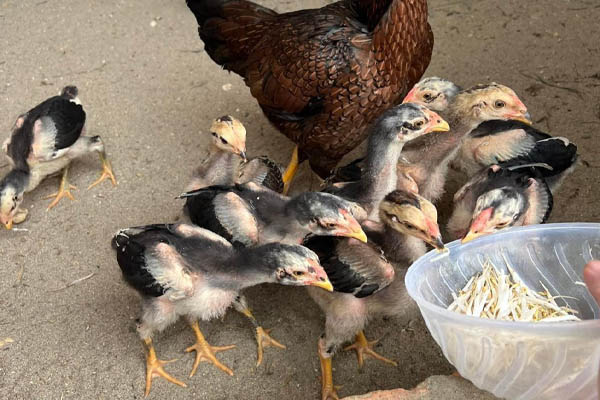 Gà chọi con thuần chủng - Tông dòng xuất sắc từ Trại Gà Phong Vân