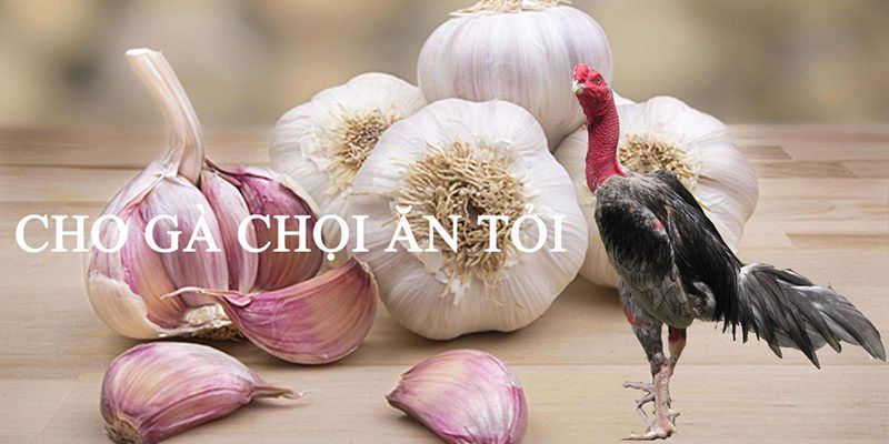 Cách trị gà khò khè có đờm lâu ngày không hết
