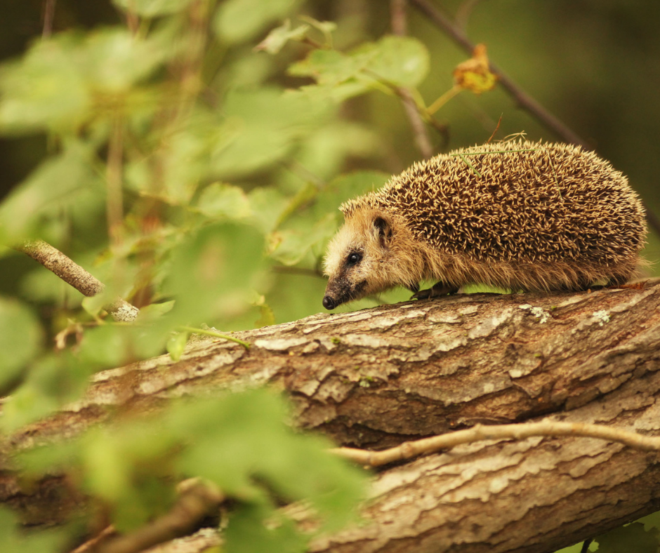Nằm mơ thấy nhím: tấn công, đàn con, lớn, ở nhà và hơn thế nữa!
