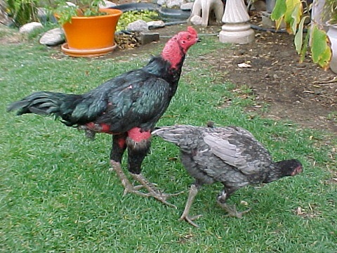 Kỹ thuật ghép gà trống và gà mái tạo ra gà chọi chất lượng Kỹ thuật ghép gà trống mái tạo ra chiến kê chất lượng