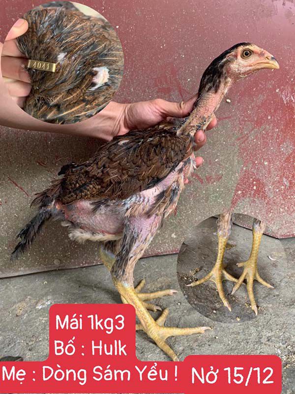 Cách Chọn Gà Chọi Đẹp Vừa Mới Mẻ