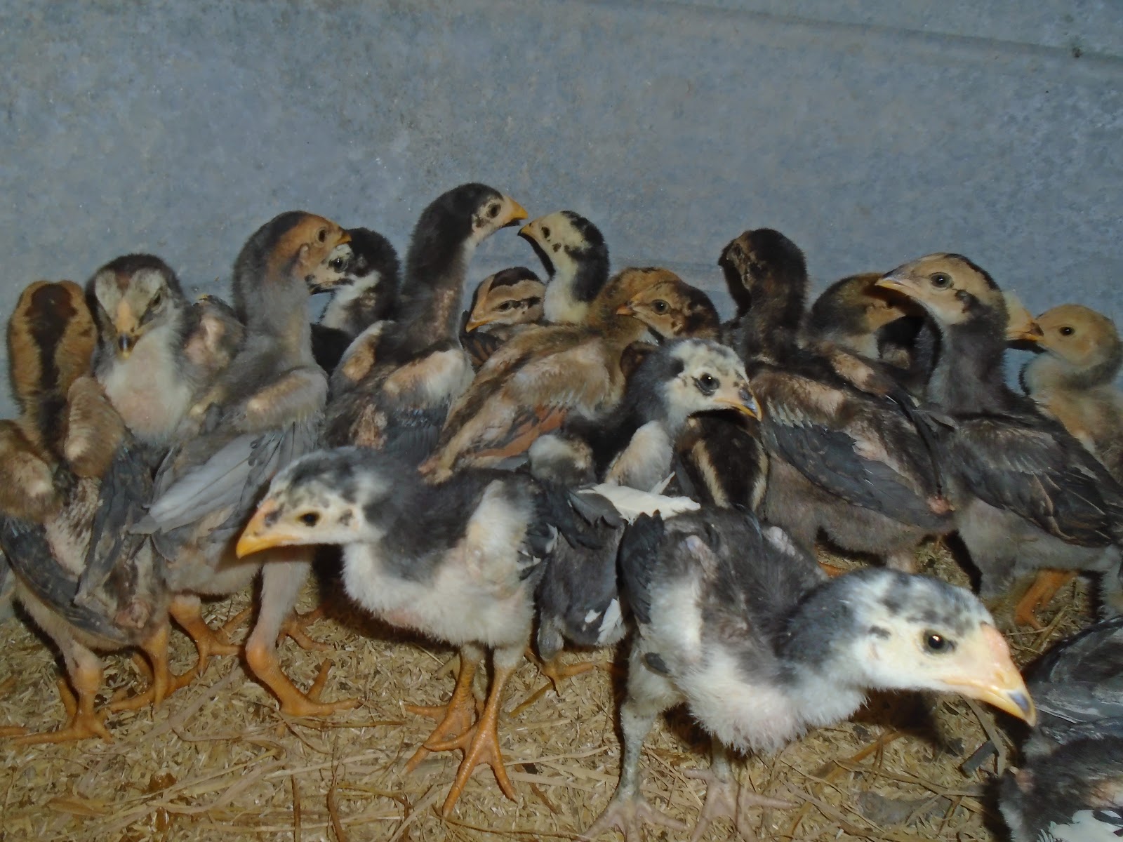 Gà chọi giống Phú Thọ: Cung cấp gà chọi giống tại Lâm Thao , Gà chọi Phú Thọ , Gà chọi thịt .