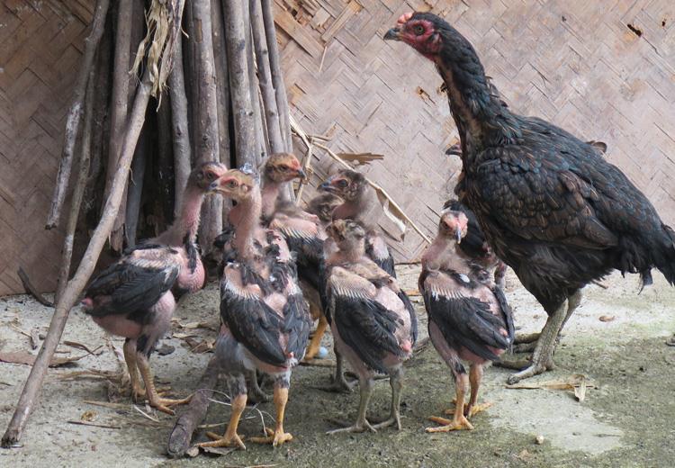 Hướng Dẫn Các Cách Chọn Gà Mái Chọi Chi Tiết Từ A Đến Z