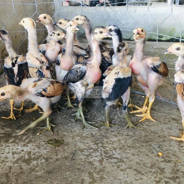 Bầy Gà Nòi(gà đòn)Con chuẩn rặc 100%.