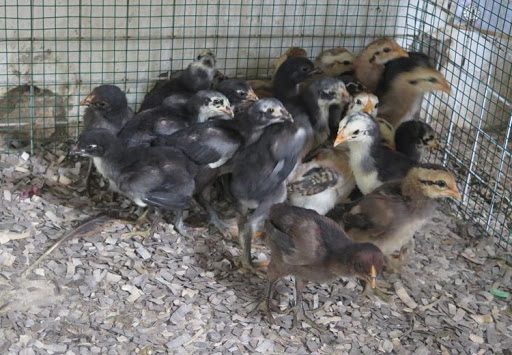 Hướng Dẫn Cách Nuôi Gà Chọi Con Đơn Giản, Hiệu Quả