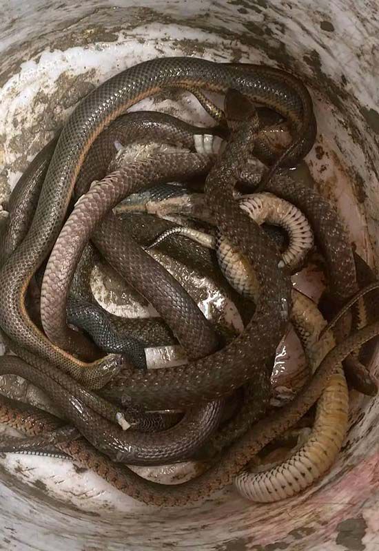 Cách làm mồi rắn cho gà đá cực béo