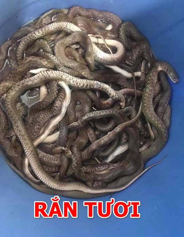 Cách làm mồi rắn cho gà đá cực béo