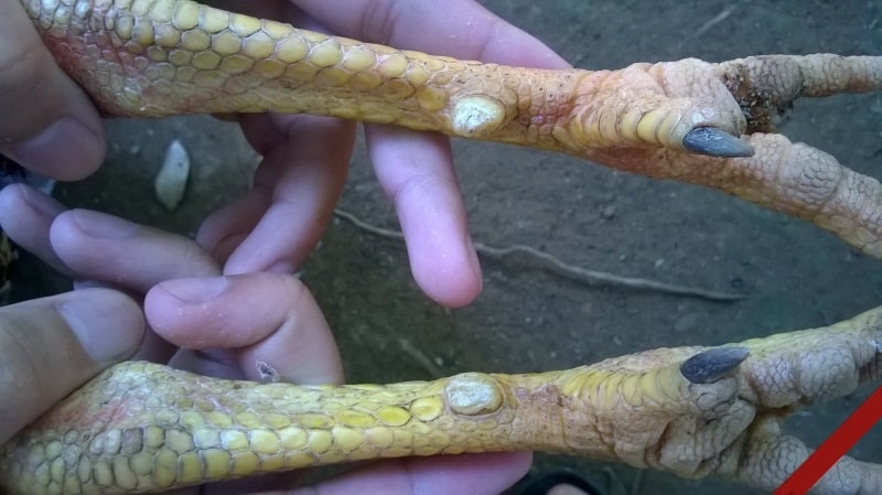 Gà Angelica – giống gà có nhiều ý kiến trái chiều 4 Gà bạch đầu chỉ - Giống gà mang nhiều đánh giá trái chiều