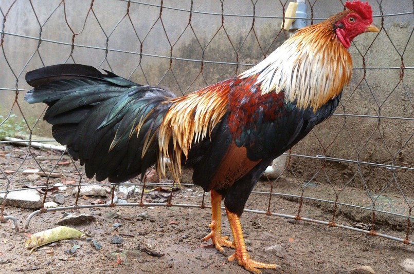 Kinh ngạc giống gà Nòi Ngũ Sắc quý hiếm được lai tạo, nuôi với quy mô lớn