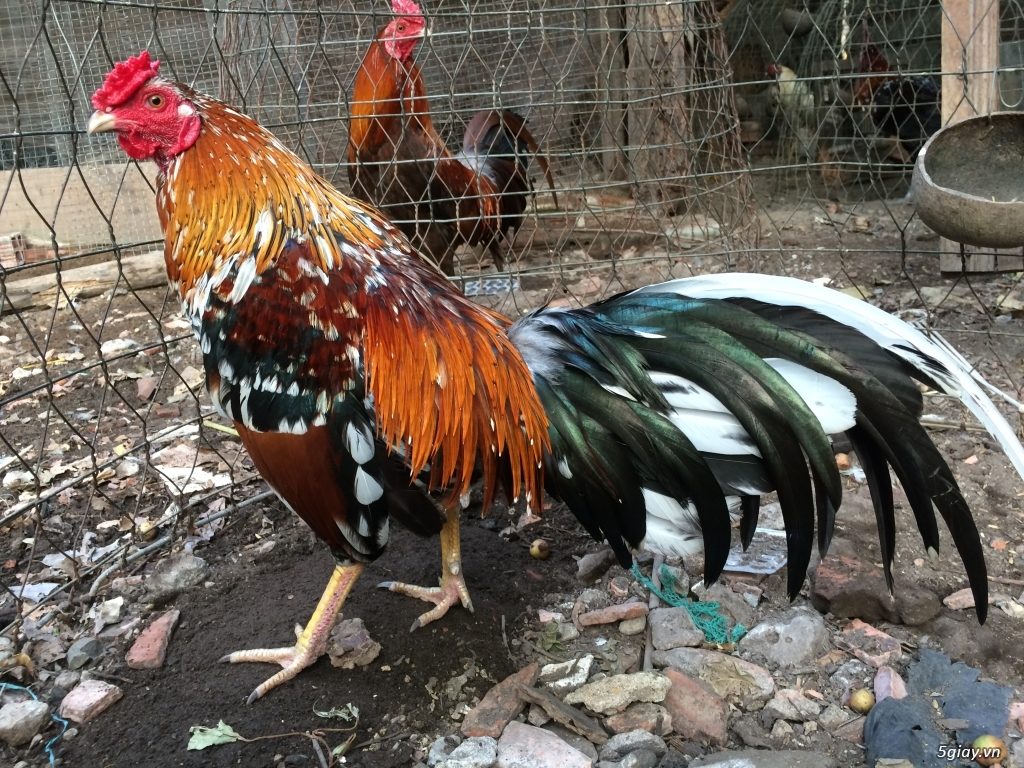 Gà ngũ sắc chuẩn như thế nào, cách nhận diện và lối chơi