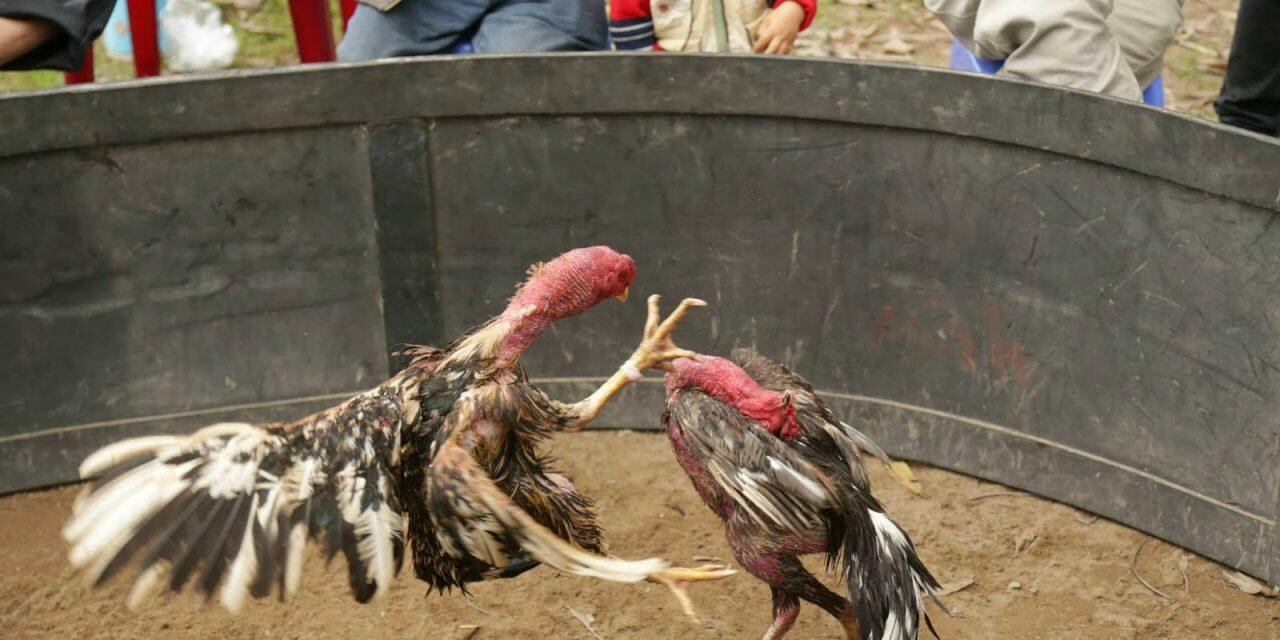 Làm thế nào để nuôi gà chọi thuần chủng để có thể lực tốt?