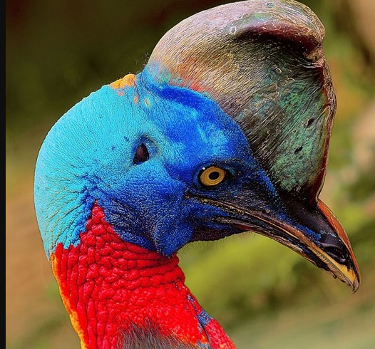 Nằm mơ thấy đà điểu có ý nghĩa gì? Tôi nên đặt cược vào con số nào?