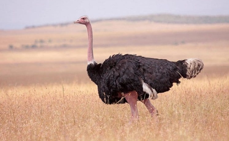 Nằm mơ thấy đà điểu có ý nghĩa gì? Tôi nên đặt cược vào con số nào?