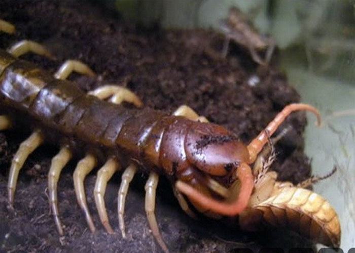 Nằm mơ thấy hai con rết cắn nhau Báo hiệu chuyện tình duyên của bạn đang gặp khó khăn Cẩm nang lý giải hiện tượng nằm mơ thấy rết cắn bật mí gì?