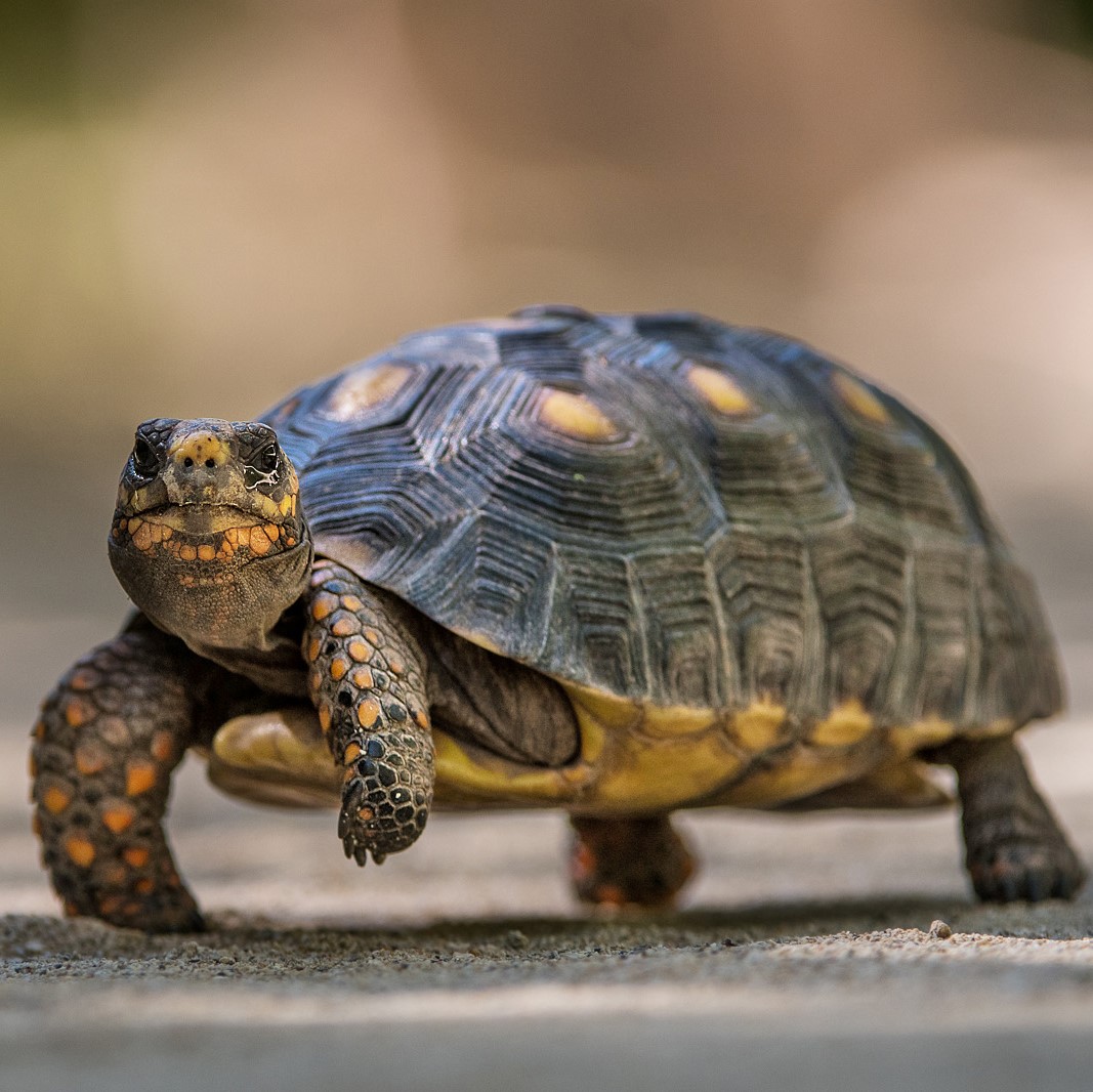Hồ sơ loài rùa chân đỏ(Red – Footed Tortoises)