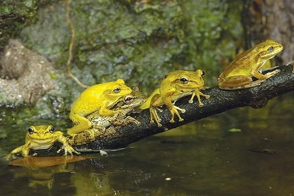 Con ếch là số mấy? Nằm mơ thấy ếch vào nhà có ý nghĩa gì?