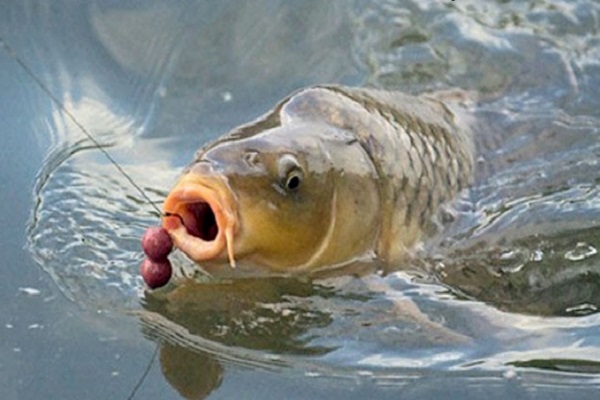 Cá chép là số mấy? Nằm mơ thấy bắt cá chép có ý nghĩa gì? -2 Cá chép số mấy? Nằm mơ bắt được cá chép báo điềm gì