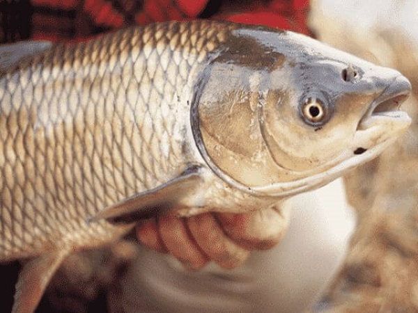 Cá chép là số mấy? Nằm mơ thấy bắt cá chép có ý nghĩa gì? -1 Cá chép số mấy? Nằm mơ bắt được cá chép báo điềm gì