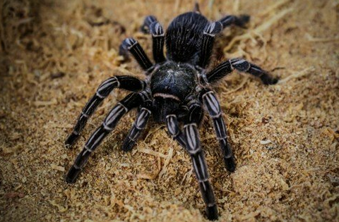 Nằm mơ thấy nhện có ý nghĩa gì? Tôi nên đặt cược vào con số nào?