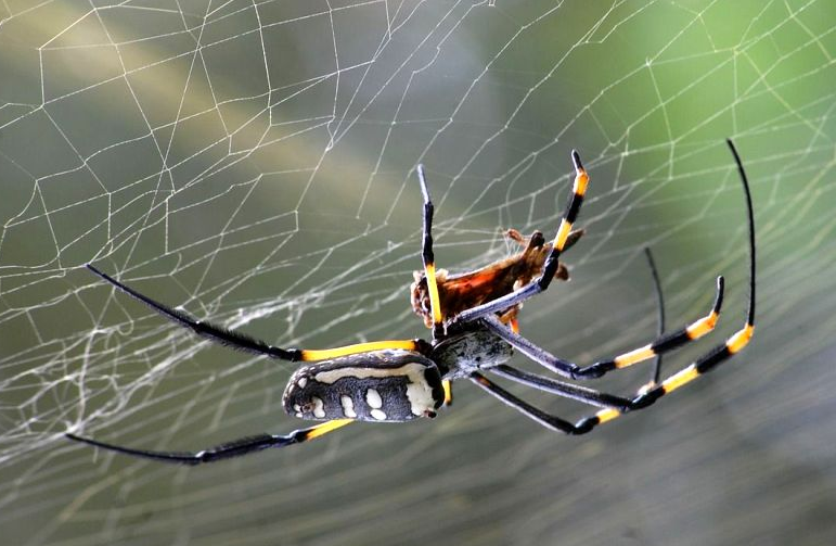 Nằm mơ thấy nhện có ý nghĩa gì? Tôi nên đặt cược vào con số nào?