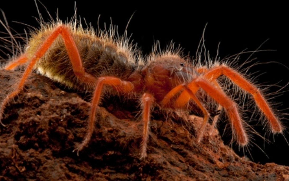 Nằm mơ thấy nhện có ý nghĩa gì? Tôi nên đặt cược vào con số nào?