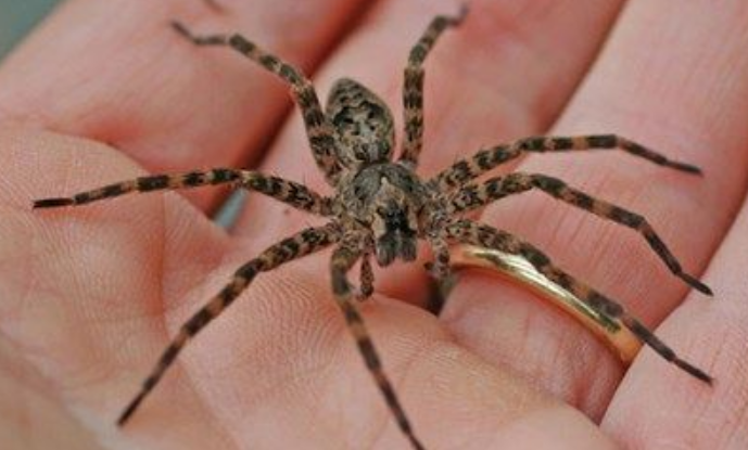 Nằm mơ thấy nhện có ý nghĩa gì? Tôi nên đặt cược vào con số nào?