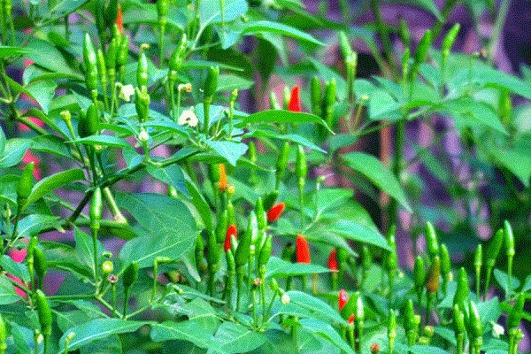 Nằm mơ thấy ớt, ăn ớt hay hái ớt là điềm báo gì? Đặt cược vào số nào-2 Mơ thấy quả ớt, ăn ớt, hái ớt báo điềm gì? Đánh con gì