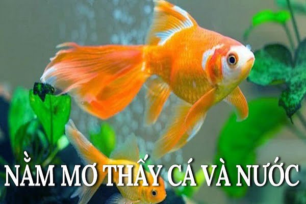 Nằm mơ thấy cá và nước có ý nghĩa gì? Đặt cược vào con số nào - Ngày Tết