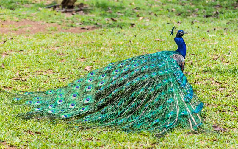 Tổng Quan Về Chim Công - Vườn Chim Việt