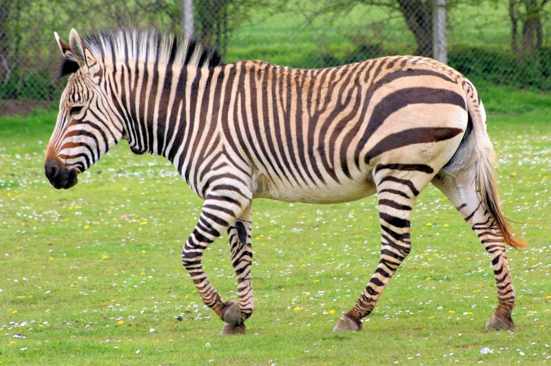 11 sự thật độc đáo về ngựa vằn