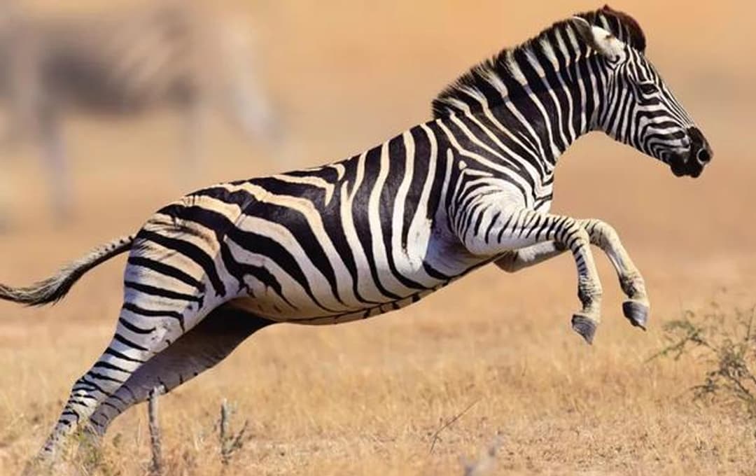 Ngựa vằn cũng là ngựa, sao không có ai cưỡi? Nhà khoa học: Có thể đá chết sư tử. Bạn có dám đi xe không?