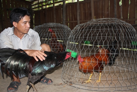 Kỹ thuật nuôi dưỡng gà chọi chiến