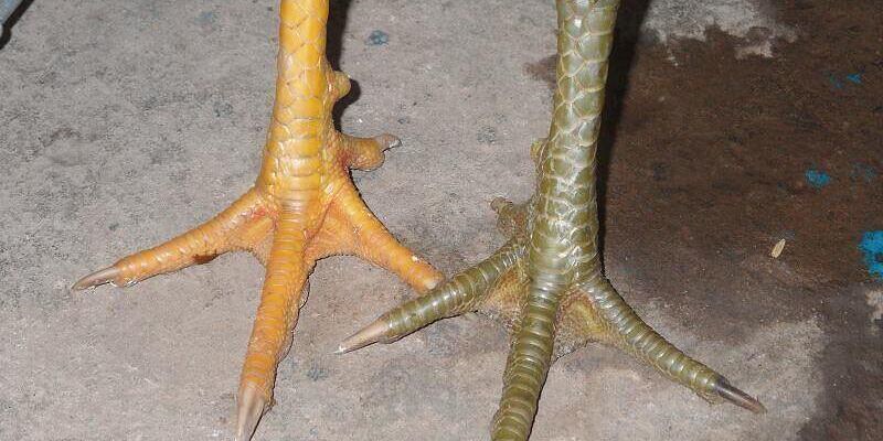 Cân gà chọi Divine Fighting Cock - Sự lựa chọn của các chuyên gia về gà chọi ... | Flickr