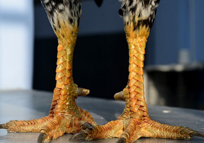 Gà vảy rồng là gì? Người chơi chọn gà vảy rồng như thế nào