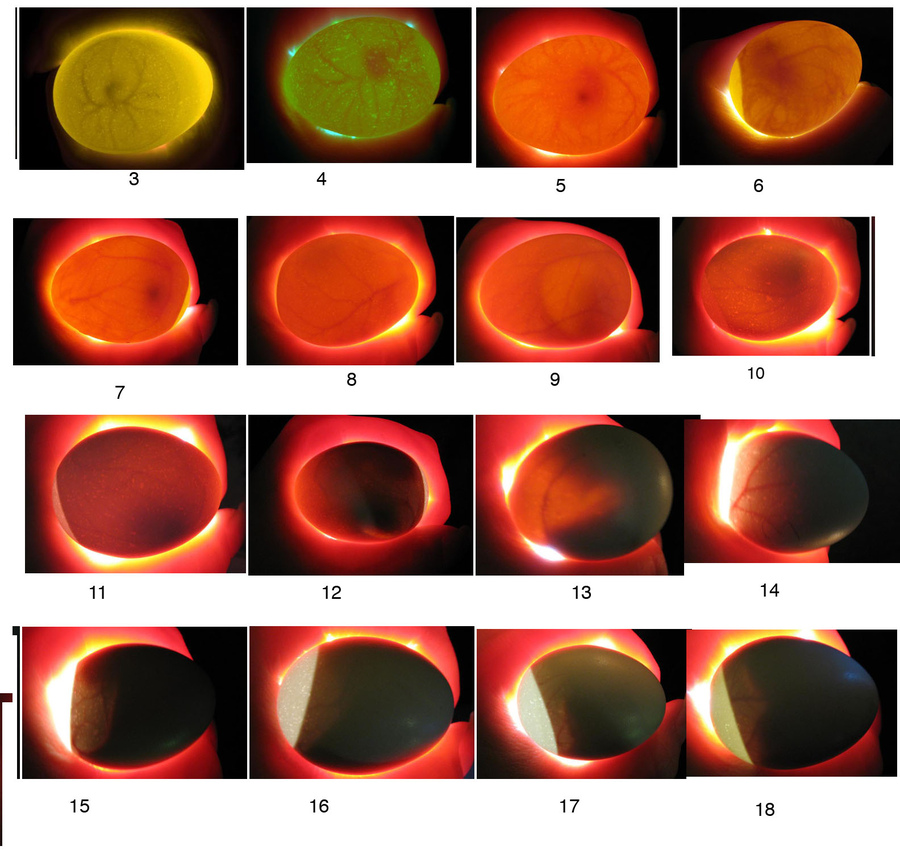 Soi trứng và kiểm tra phôi trứng | Máy Ấp Trứng Bảo Tín