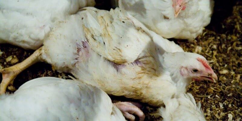 Bệnh bạch cầu ở gà nuôi có hại như thế nào? - Bác sĩ thú y Tiến Thắng