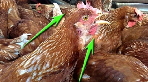 Viêm thanh khí quản truyền nhiễm ở gà