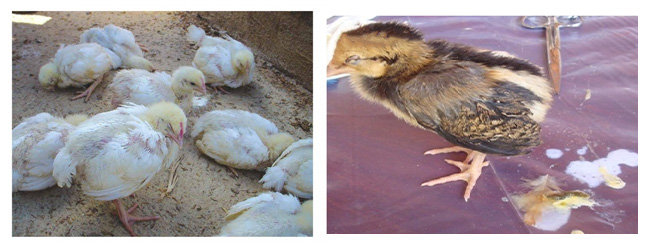 Bệnh Gumboro ở Gà