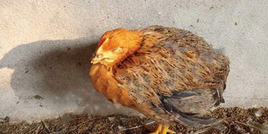 Những lưu ý khi sử dụng thuốc tẩy giun cho gà, lịch tẩy giun và cách thực hiện